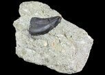 Tyrannosaur Tooth Still In Rock - Montana #67754-2